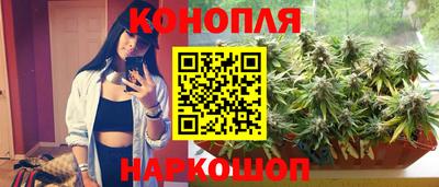 спиды Гай