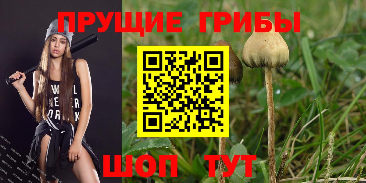 Псилоцибиновые грибы GOLDEN TEACHER Прохладный